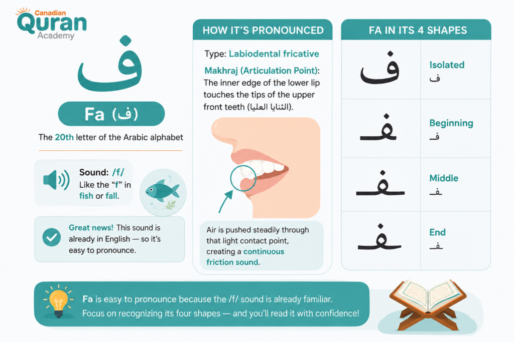 The Letter Fa In Arabic ف - How To Write, Pronounce, And Recognize It 1 image 144